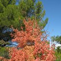 Acer monspessulanum (10)